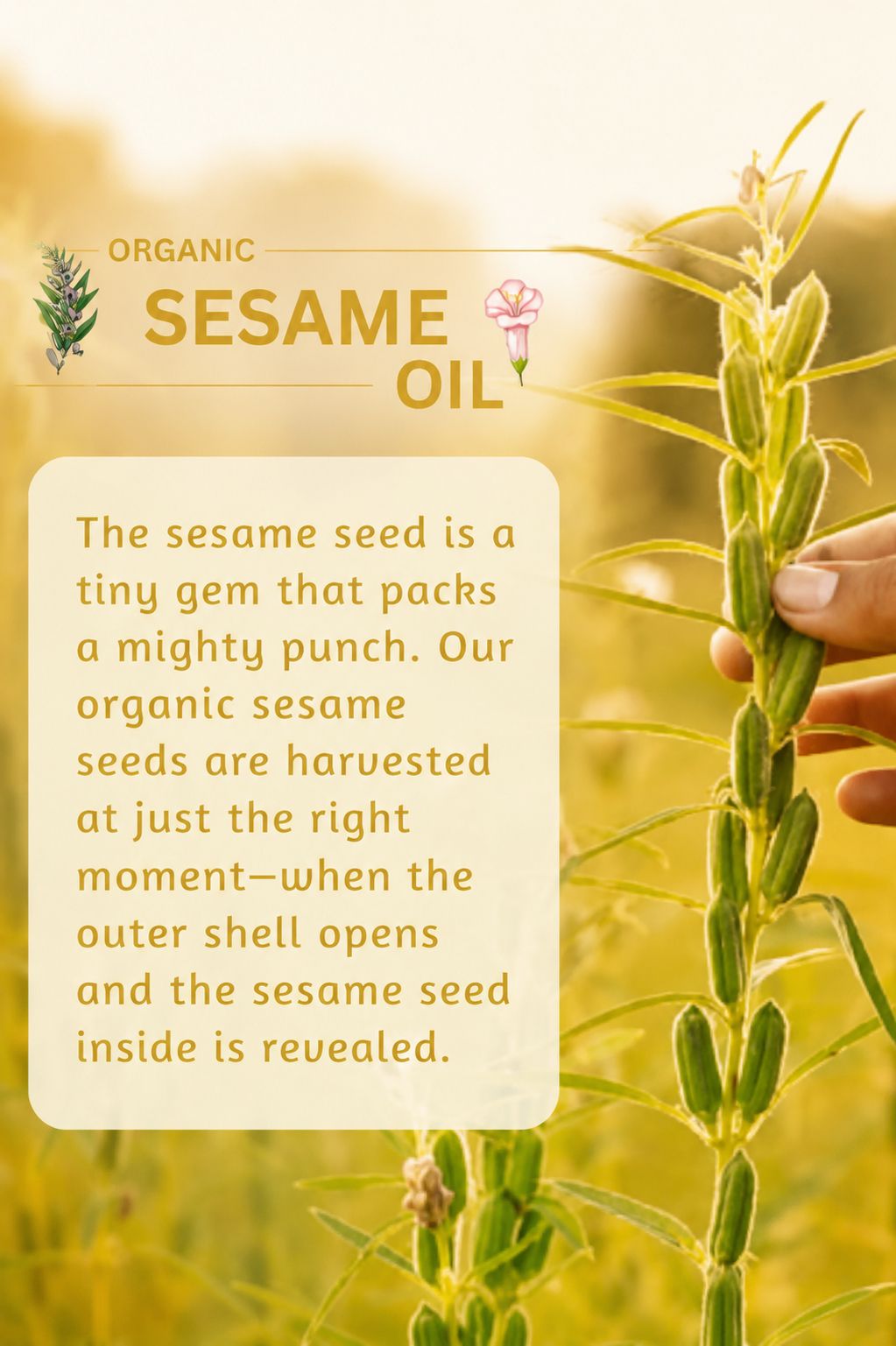 Sesame Oil